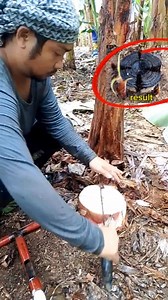 A quick method for preparing banana corms for corm bagging propagation,this is a method #tips #banana | Zacjian Vlog