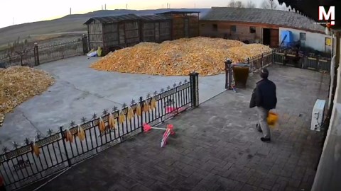 Tiger läuft an Haus vorbei – und rennt plötzlich Tor ein