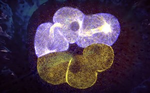 The Fascinating World of Developmental Biology