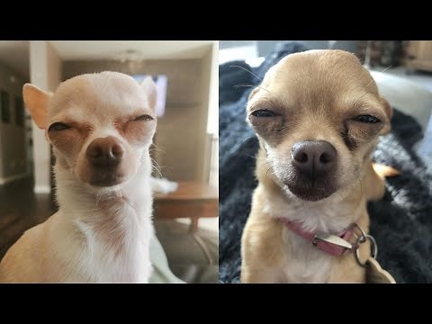 🐾 FUNNY DOGS Caught Being GOOFY! Cutest Dog Moments Compilation!