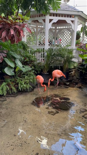 3.9K views · 4.2K reactions | Flamingo Friday! | The Key West Butterfly & Nature Conservatory | Facebook