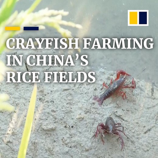 123K views · 1.2K reactions | Breeding small crayfish in rice fields has proven to be a big economic boost for Chinese farmers. | South China Morning Post | Facebook