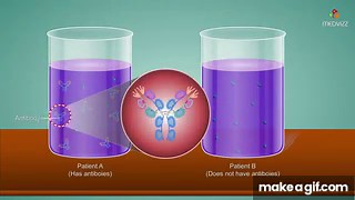 Complement Fixation test - Microbiology animations on Make a GIF