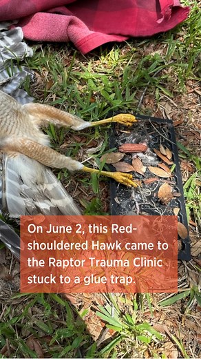 Warning: some of the photos in this Reel may be disturbing to some viewers. We shared about this Red-shouldered Hawk in June when it arrived in the Raptor Trauma Clinic, and we’re pleased to share this update! Glue traps are a slow and painful death for the mice and rats they are designed to capture, and they pose a threat to birds of prey and other natural predators of rodents. Please use other, more humane forms of pest control, or just leave it to the birds of prey! While this Red-shouldered 