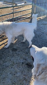 10K views · 141 reactions | Meet our LGDs that keep the herd safe from coyotes; Sissy, Sammy, and Goliath. | Dakota Wind Meat Goats | Facebook