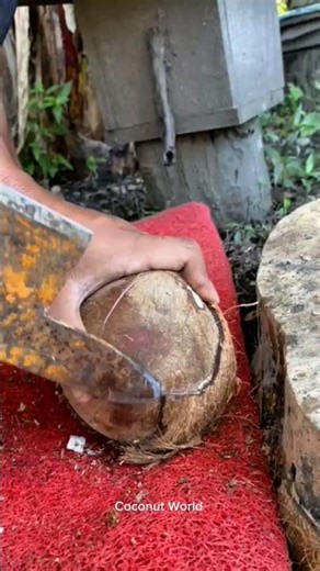 Opening a Coconut From Its Hard Shell#asmr #satisfying #coconut