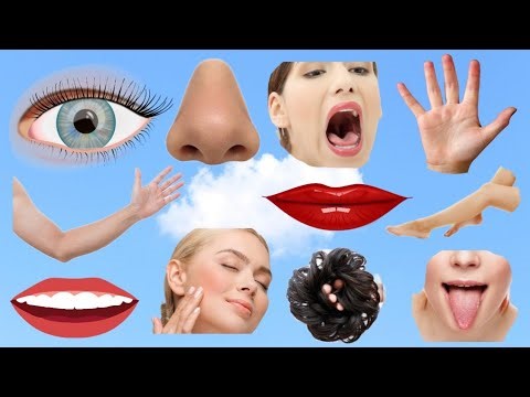 Body Parts name with Example || Body Parts with Pictures || Kids Video || Body Parts ||
