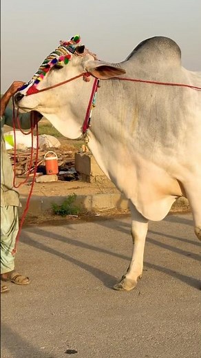 Northern Bypass Karachi Cow Mandi 2026❤️Multan Mandi❤️Bakra Eid #shorts #cow #cowvideos #bull #viral