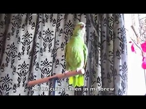 FUNNIEST TALKING PARROT IN THE WORLD - Yellow Naped Amazon Parrot in the UK called Budge