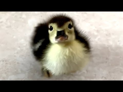 Wife has epic response when husband brings home a duck