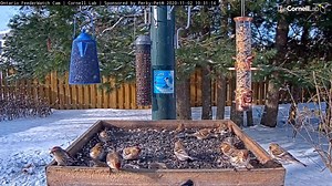 Common Redpolls are active foragers that travel in busy flocks. These small finches of the arctic tundra and boreal forest migrate erratically, and they occasionally show up in large numbers as far south as the central U.S. Here, a small flock takes over the Ontario FeederWatch cam in a matter of minutes! See them live at AllAboutBirds.org/FeederWatchCam | Bird Cams
