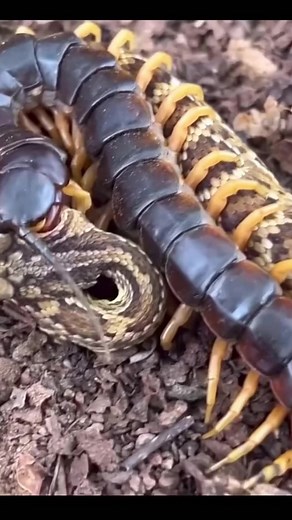 centipede vs snake #centipede #vs #snake #wildlife #wildanimals #animal #wildlifephotography | Wildlife Around World