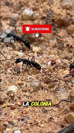 ¿Sabes cuánto vive una hormiga? #naturaleza