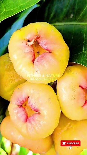 Rose Apple| Growing Stages|Flower to Fruit 🍃🍎