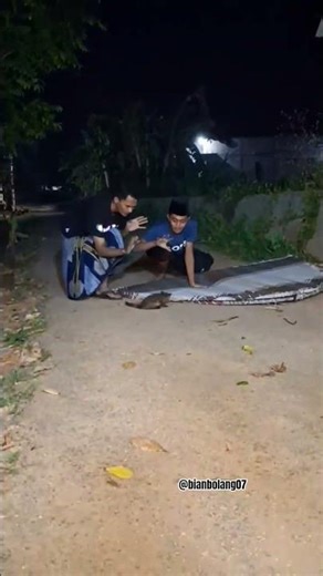 talkop super jumbo, target musang #animals #shortvideo #nature #fyp