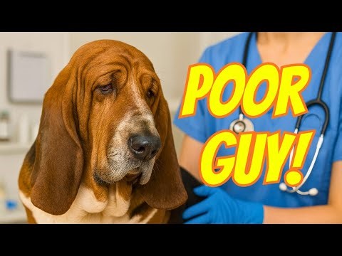 Rocko at the Vet: Why He’s Such a Good Boy 🐶🚑