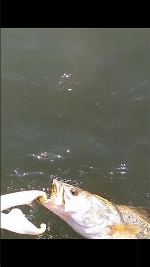 Speckled Trout & Reds cleanfunfishing. com