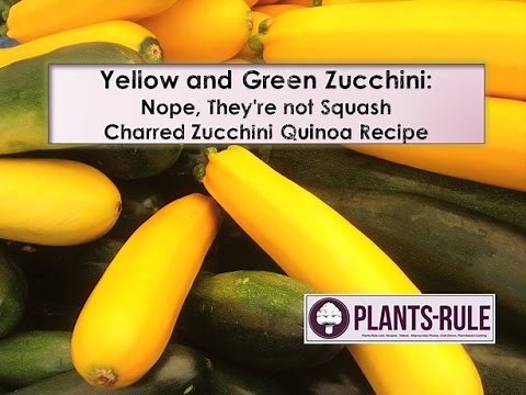Green and Yellow Zucchini: Healthy Recipe ideas and Quinoa Salad link from Plants-Rule