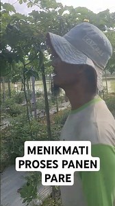 Petani pare Indonesa , panen pare