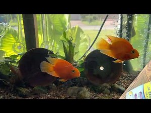 Understanding How A Plenum Works and Why it works So well. Anoxic Filtration System for aquariums.