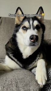 721K views · 29K reactions | She didn’t like that one  #husky #dog | Maya The Husky | Facebook