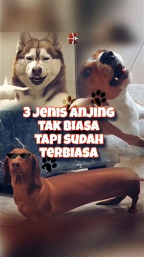 3 jenis anjing yang tak biasa tapi mereka sudah terbiasa. #faktaunik