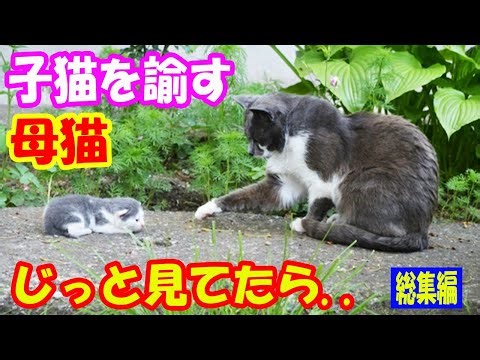 「何してるんだろ？」真剣に子猫を諭すような母猫をじっと見てたら..【猫の不思議な話】【総集編】