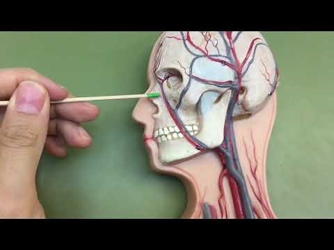 Veins and Arteries on flat model