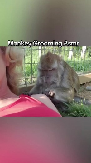 Monkey Grooming ASMR Experience