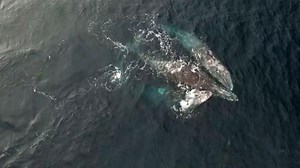 Watch the Elaborate Courtship of Three Gray Whales