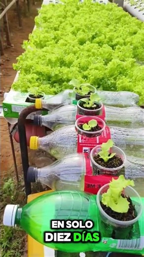 Learn how to grow food in bottles #garden