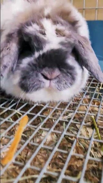 This tiny fluffball isn't just cute—it's a Holland Lop, the teddy bear of rabbits!