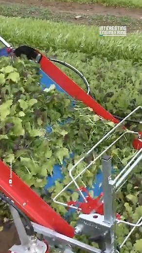 With a 31” cutting width, this baby leaf harvester makes working the field faster and cheaper. #engineering | Interesting Engineering