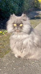 Meowl on pawtrol 🦉 Who wants this on their block? 👀😹 #owl #cat | Bobbie the Persian