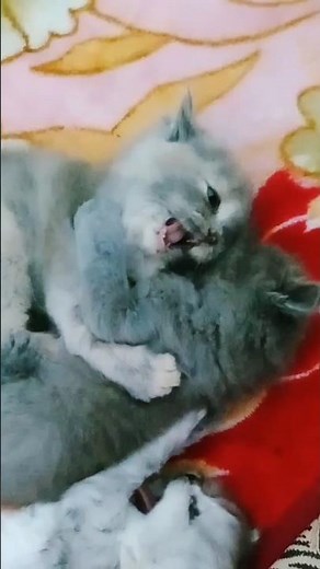 Angry Cats Sound | Cat Fight sound effects | Kitten fighting #catlovers #cat