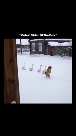 Explainer® on Instagram: "This video captures a charming but scientifically interesting moment of animal behavior, where a line of geese walks in an orderly formation through snow, with a dog calmly moving alongside them. Geese are highly social birds known for their strong flocking instincts, and they often move in single-file lines to conserve energy and maintain group cohesion, especially in cold environments where efficiency matters. Walking in a line also helps them follow established paths