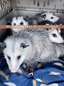 1.2K reactions · 47 comments | The last opossum realease of 2024! These 5 are nice wnd healthy and in a great, safe area. Thank you Derek Lewis for allowing the release of these awesome marsupials on your property. I’ve raised them from little joeys at about 3 inches long. They gave all been well taken care of, they are at 3lbs and all have been wormed. Good luck babies! #nature #possum #opossum #wildlife #kentucky | Wilderness Trail Wildlife Center Furwin | Facebook