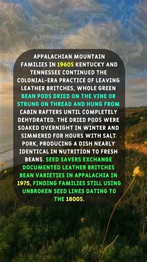 How 1960s Appalachian Families Still Dried Beans on the Vine for Winter.