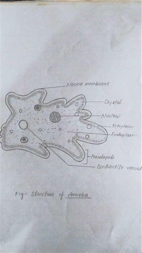 Structure of Amoeba and it's classification #ncert #biology #neet #tgt pgt #kvs #nvs #The Biotag