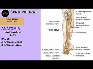 Anatomia: Nervo Tibial