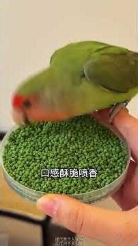 Don't Make This Parrot Feeding Mistake in Winter