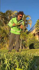 Almost got hit by fallen frozen Iguana #reptiles #animal #iguana #florida