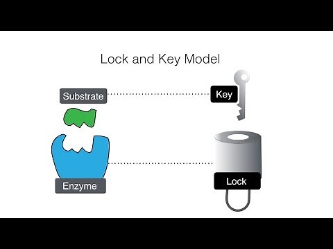 Role of Enzymes [HSC Biology]