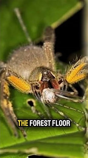 Silent Strike #animals #shorts