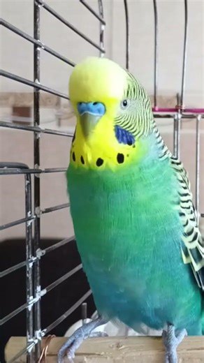 Muhabbet Kuşu Sesi, Muhabbet Kuşu Çağırma Sesi, Kaçan Kuşunuza dinletin mutlu olsun