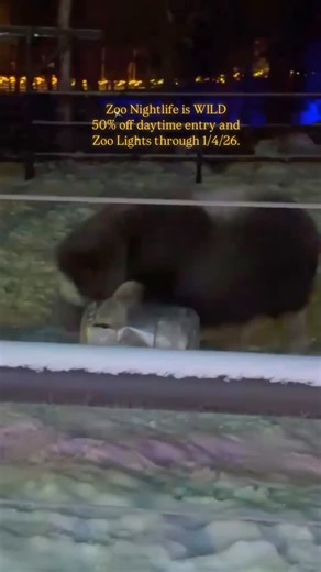 Zoo nightlife is WILD, and so is our 50% off deal on daytime entry and Zoo Lights. This offer extends daily and nightly through January 4, 2026 at the gate and online. Plan a daytime visit to maximize animal viewing and a nighttime visit to walk over 20 acres of custom light displays. 📸 Olivia B | The Alaska Zoo