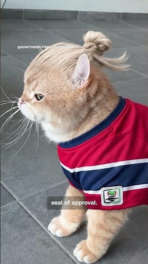 Erling Haaland approves of viral cat lookalike
