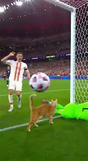 CAT Deflects Free Kick Over the Line! 🐱⚽🟨😲 #football #soccer #funnymoments