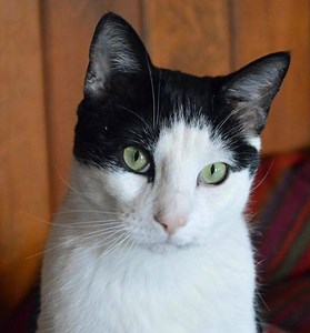 127 reactions · 50 shares | We rescued Drew from a kill shelter when...