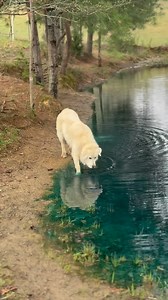 4.8K views · 1K reactions | Buddy was rescued twice. Once when a...